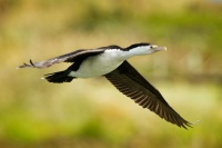 Kormoran pestry - Phalacrocorax varius - Pied Shag - karuhiruhi 4454